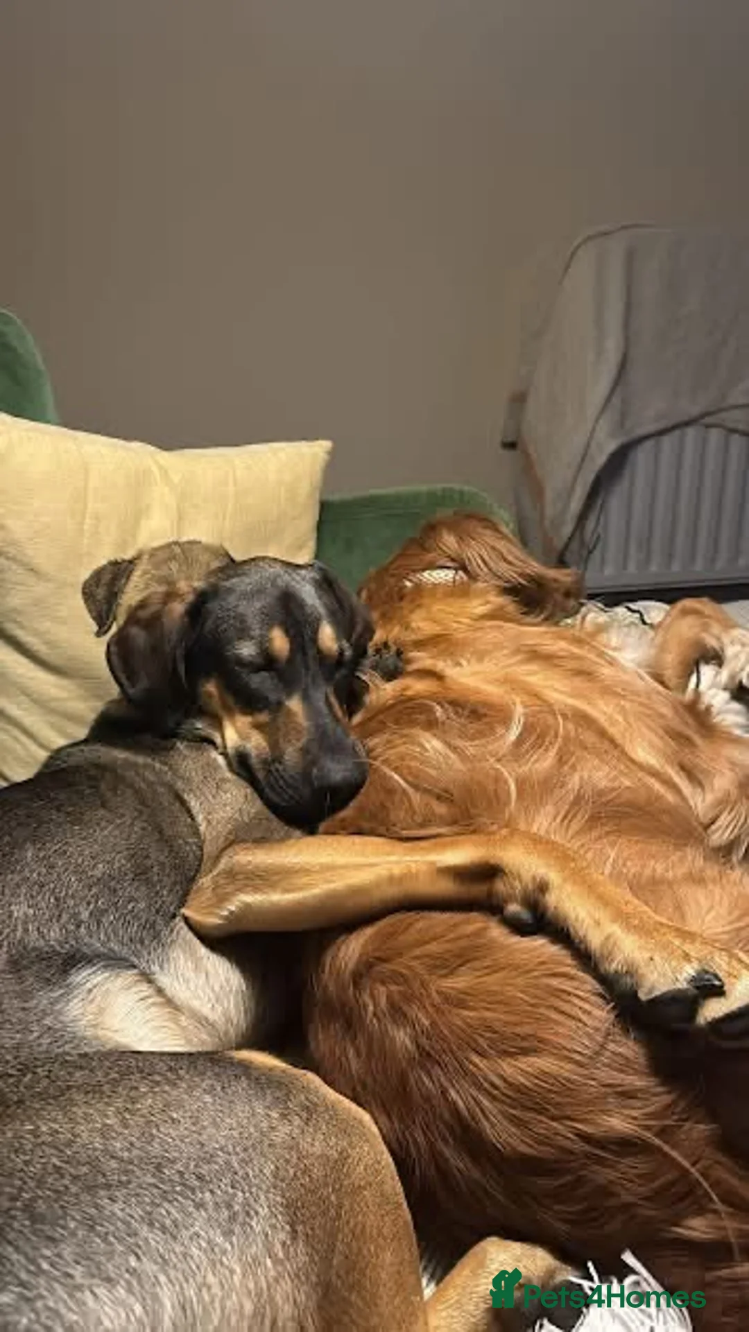 Mixed Breed dogs for adoption: Adonis the Greek handsome god  - Advert 7