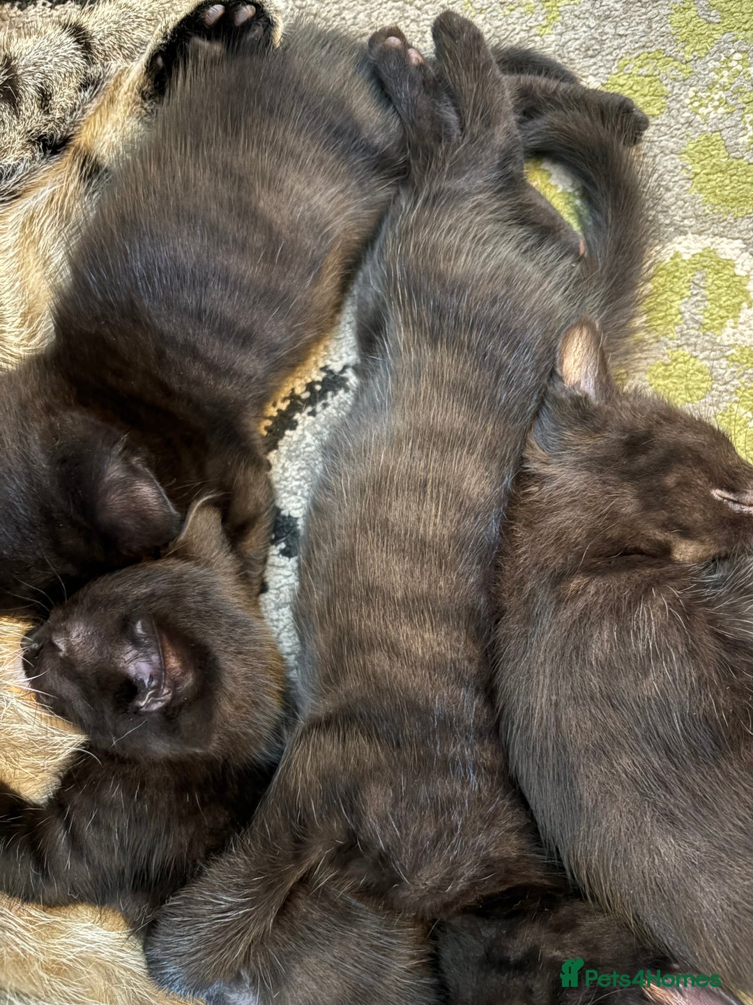 Mixed Breed cats for sale: 2 Tabby & 1 Black Female, 1 Black/White Male - Image 17