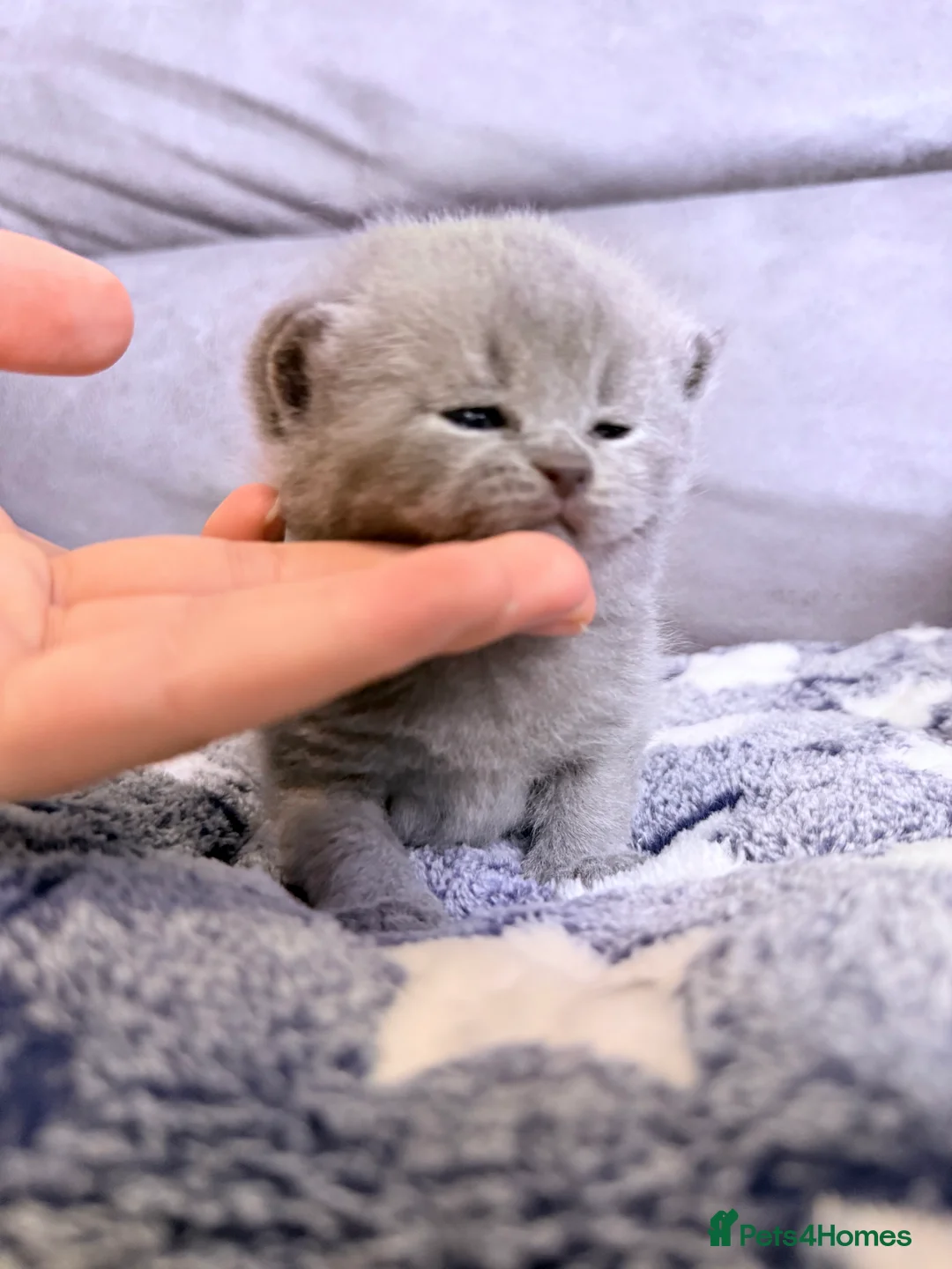 British Shorthair cats for sale: 100% Pure Pedigree Champion line Bsh Reg. Kittens - Advert 1