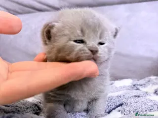 British Shorthair cats 100% Pure Pedigree Champion line Bsh Reg. Kittens - Advert 2