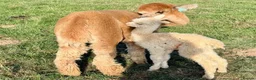 Alpaca livestock for sale: Special breeding  group of 10 stunning Alpaca in Llandovery - Advert 8
