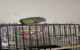 Conures birds for sale: CONURE For sale Around 6month old tamed and reared - Advert 5