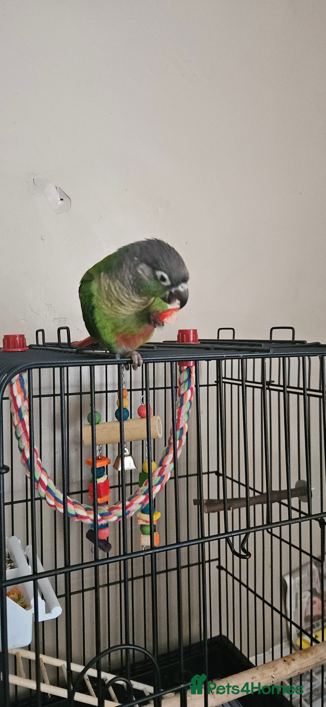 Conures birds for sale: CONURE For sale Around 6month old tamed and reared - Advert 5