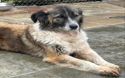 Mixed Breed dogs for adoption: Hilda - Norwich Norfolk  - Image 9