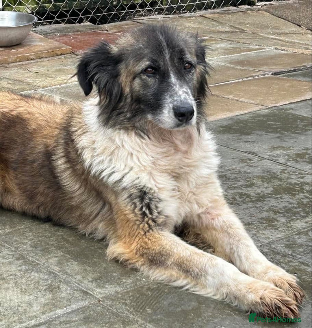 Mixed Breed dogs for adoption: Hilda - Norwich Norfolk  - Image 9
