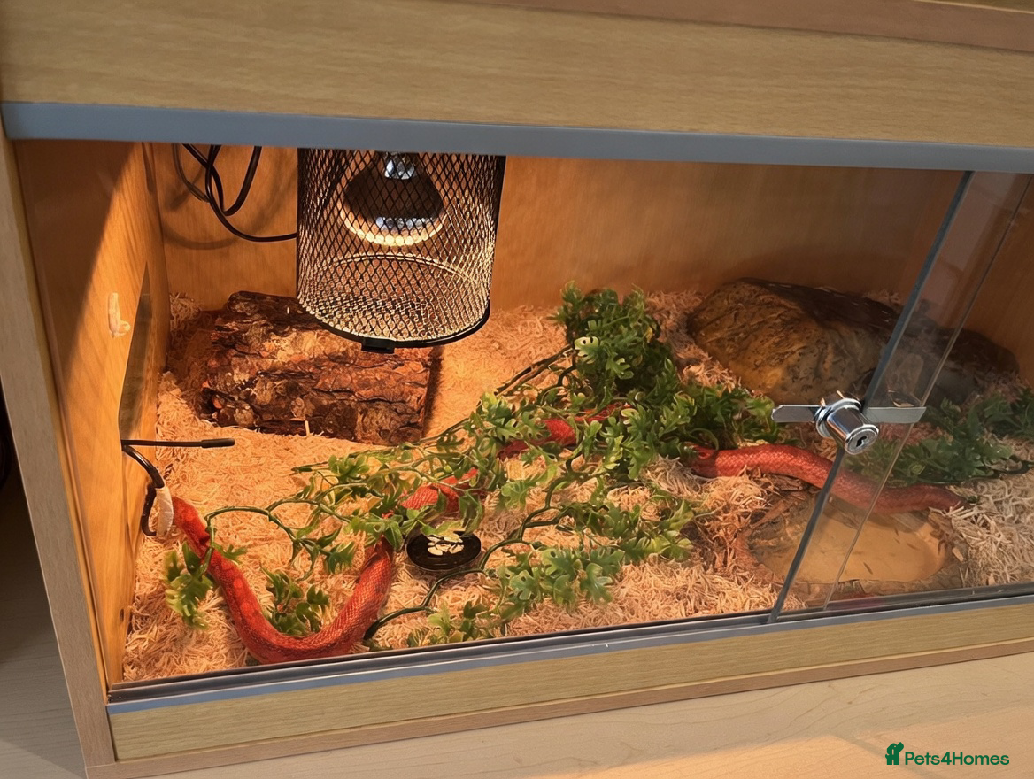 Corn Snake reptiles Corn snake with full set up - Advert 2