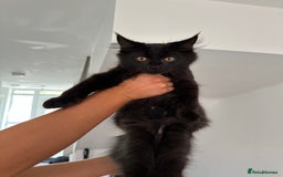 Maine Coon cats for sale: Pedigree Maine CoonsBlack Male & BlackSmoke Female - Image 2