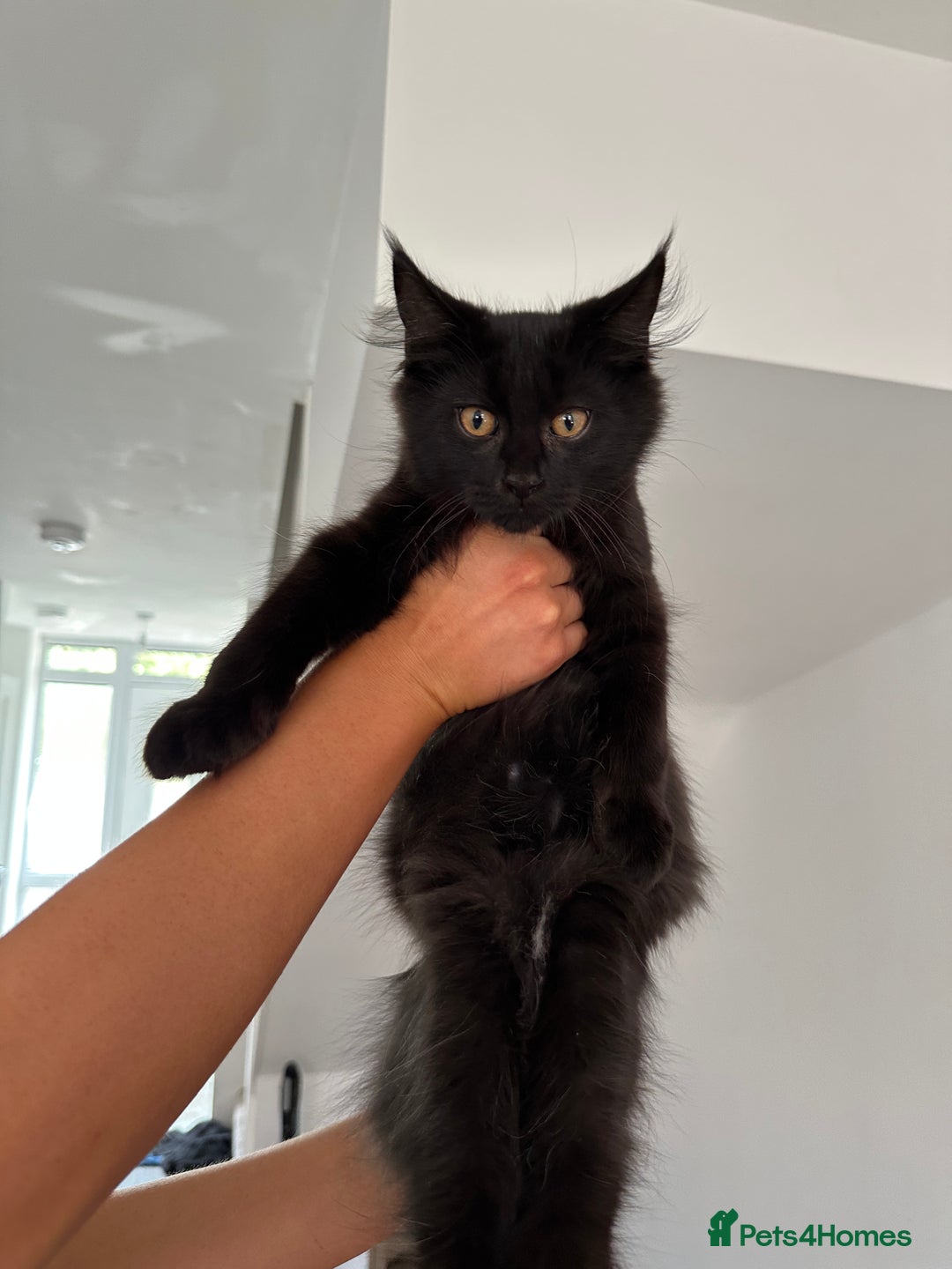 Maine Coon cats for sale: Pedigree Maine CoonsBlack Male & BlackSmoke Female - Image 2
