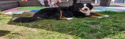 Bernese Mountain Dog dogs for stud: Proven Bernese Mountain Dog available for stud in Solihull - Advert 8