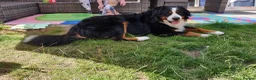 Bernese Mountain Dog dogs for stud: Proven Bernese Mountain Dog available for stud in Solihull - Advert 6