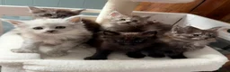 Maine Coon cats for sale: Beautiful high smoked and smoked kittens for sale  - Advert 15