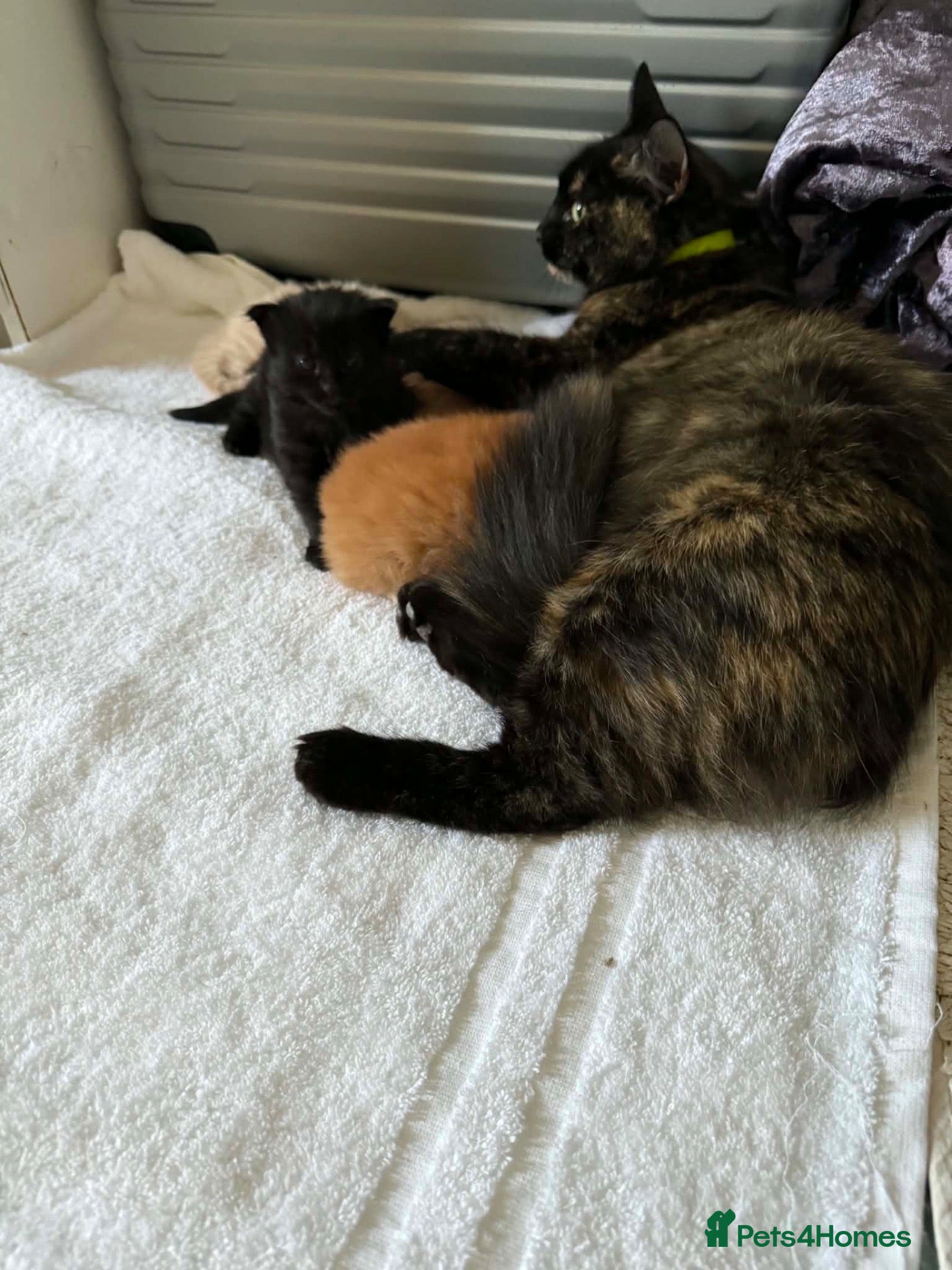 Mixed Breed cats Fluffy kittens for sale  - Advert 3