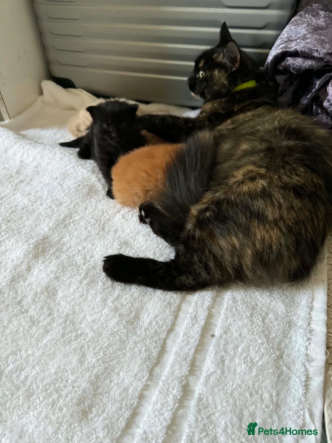 Mixed Breed cats for sale: Fluffy kittens for sale  - Advert 1