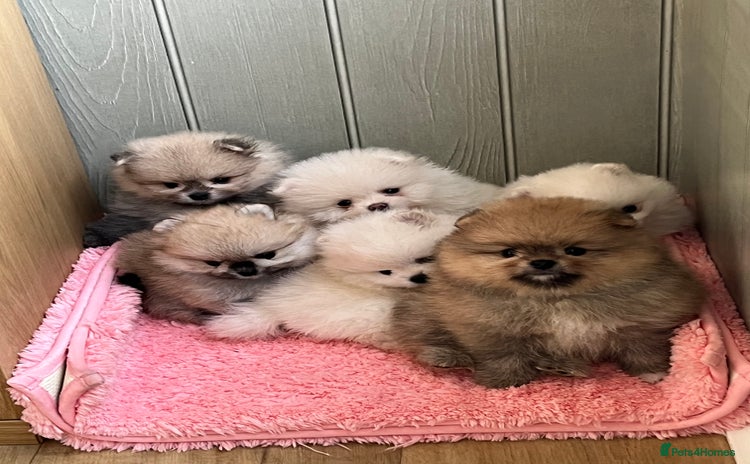 Pomeranian dogs - Advert 1