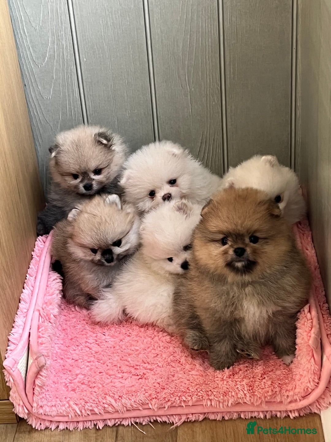 Pomeranian dogs for sale: Amazing Pom puppies from Five Star breeder  - Image 1