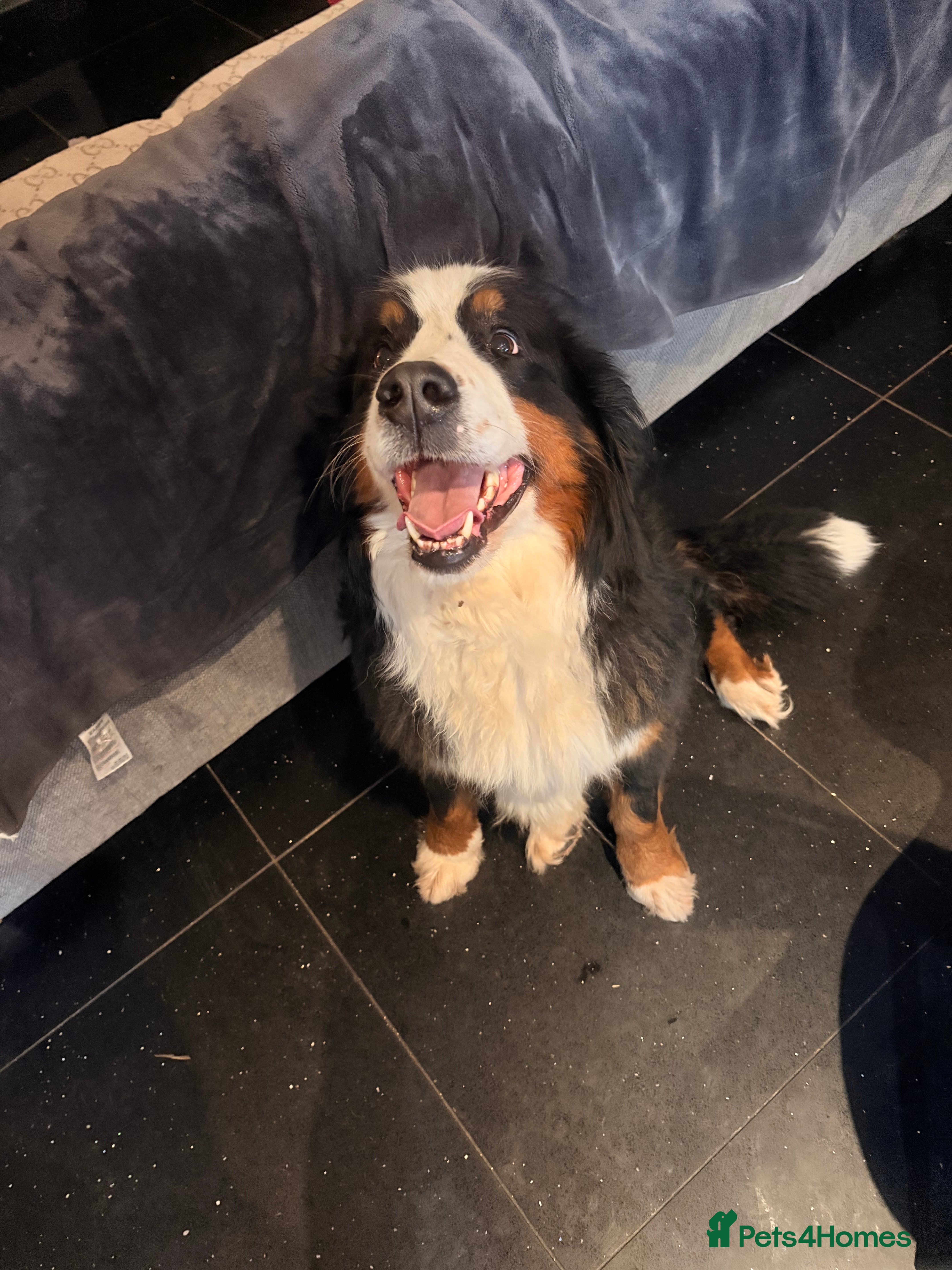 Bernese Mountain Dog dogs Gorgeous Bernese mountain dog female  - Advert 6