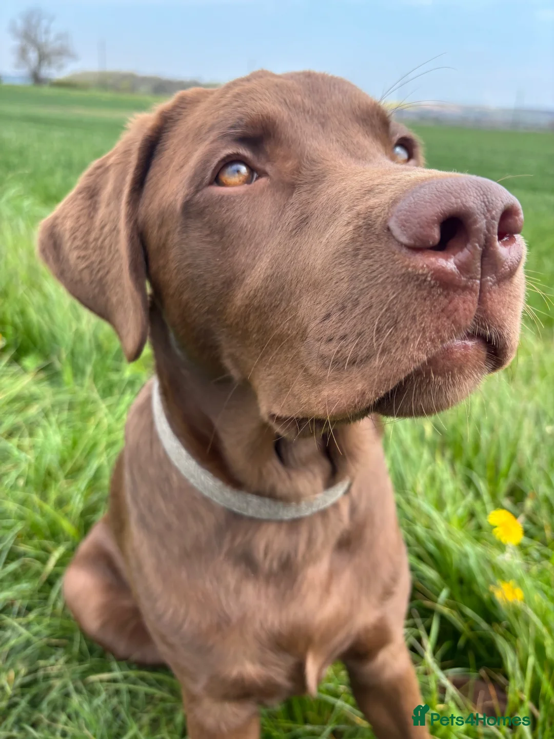 Labrador Retriever dogs for sale: Stunning chocolate Labrador  - Advert 1