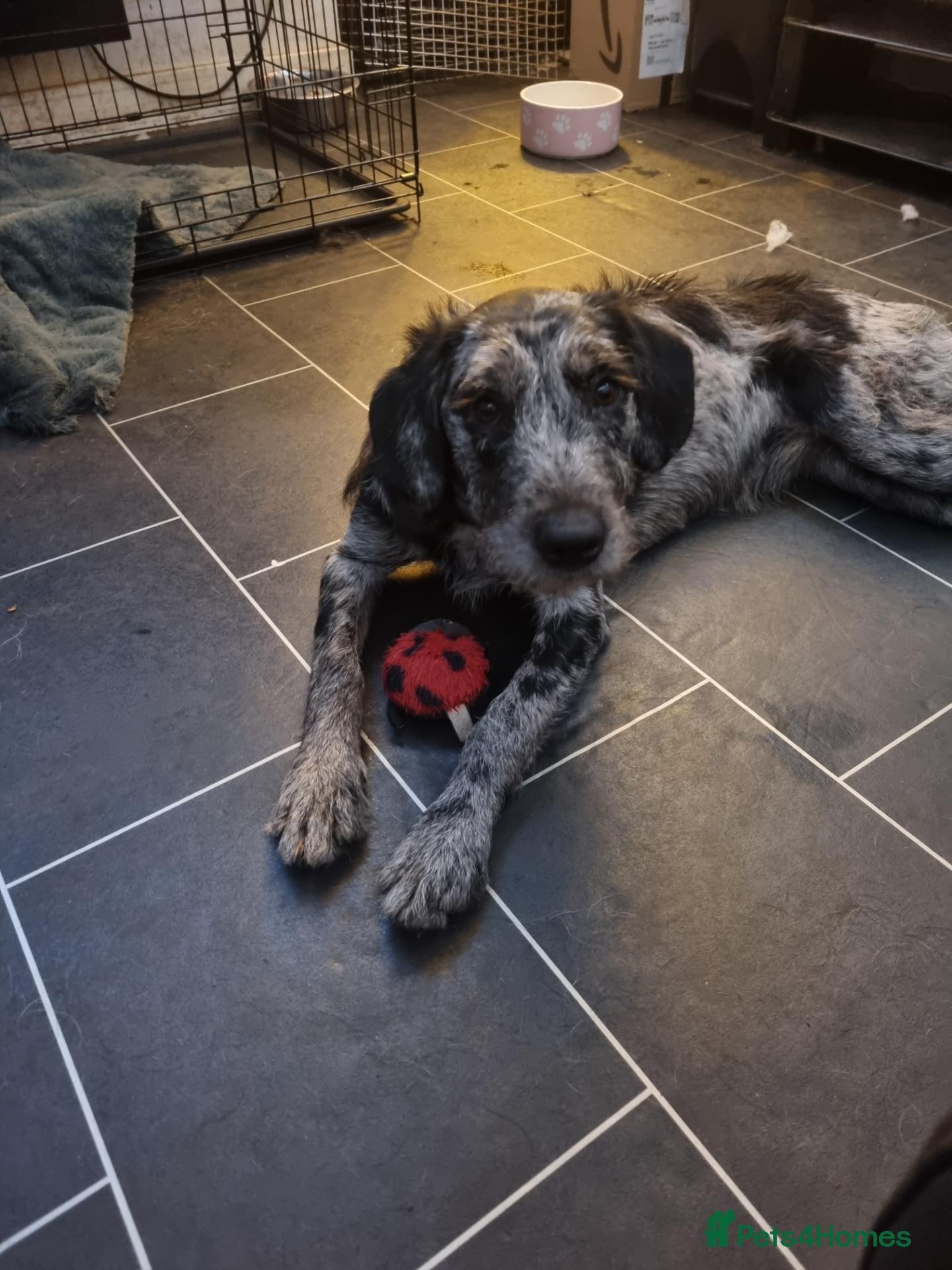 Mixed Breed dogs Rottweiler cross collie - Advert 5