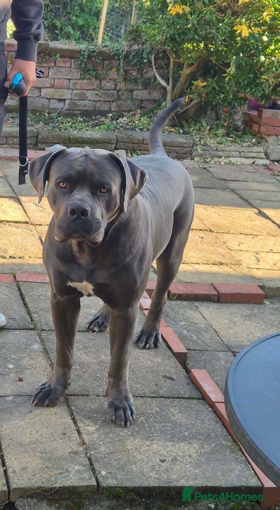 Boerboel dogs Male Boerboel  - Advert 1