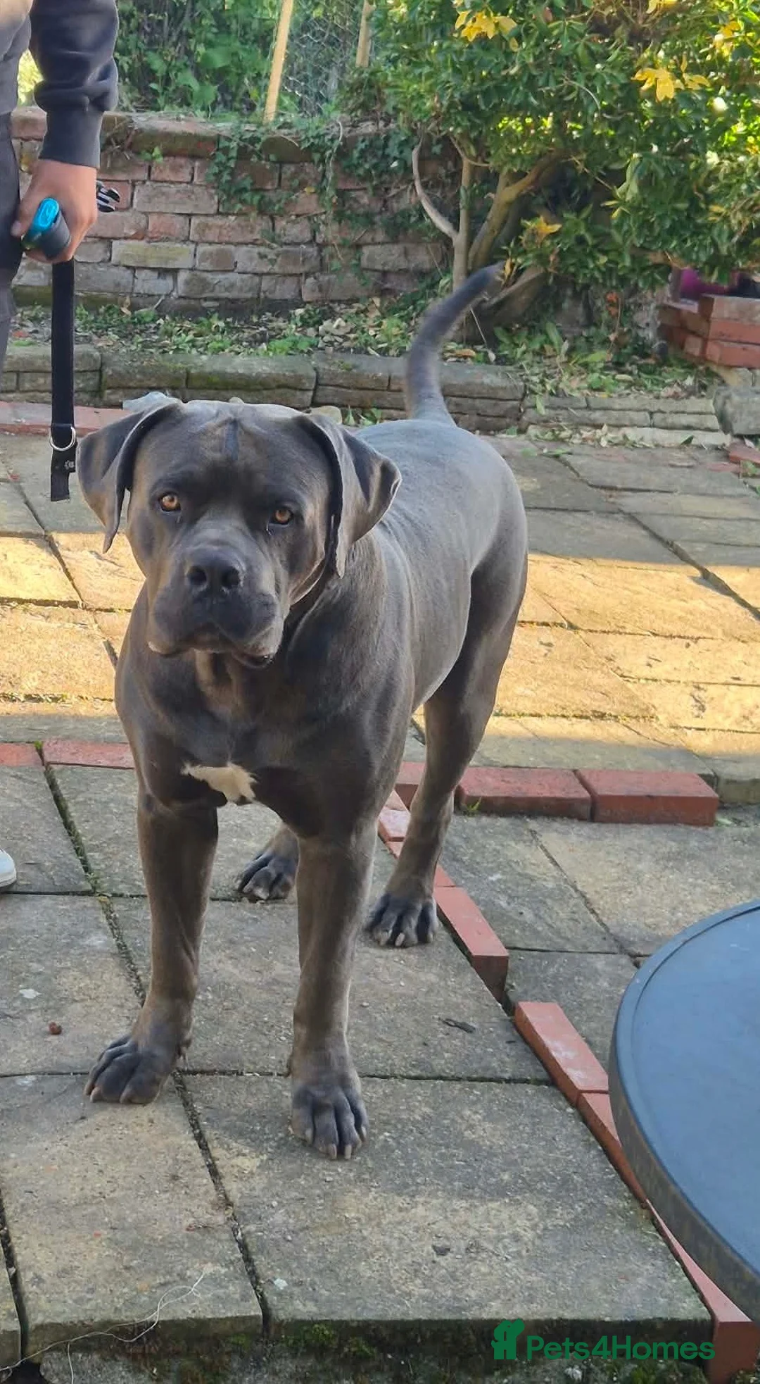 Boerboel dogs for stud: Male Boerboel  in Sudbury - Advert 1