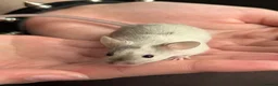 Mouse rodents for sale: Baby mice  - Advert 4