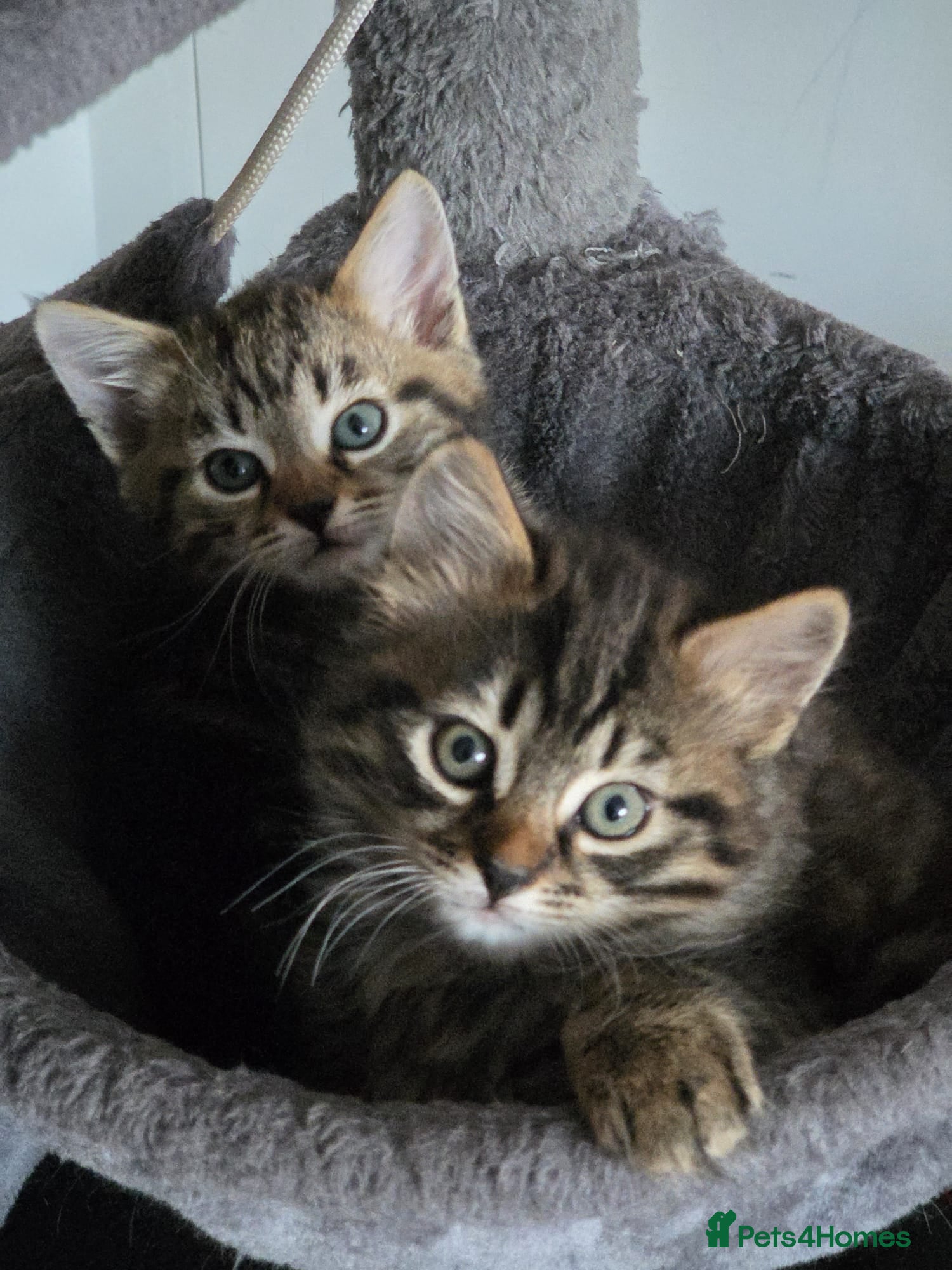 Bengal cats 2 beautiful Bengal x kittens ready for new home  - Advert 6