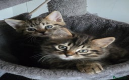 Bengal cats for sale: 2 beautiful Bengal x kittens ready for new home  - Image 1