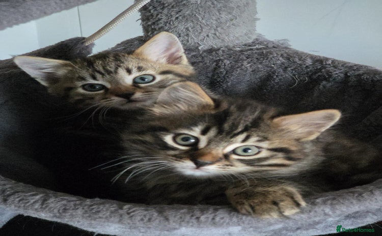 Bengal cats - Advert 9