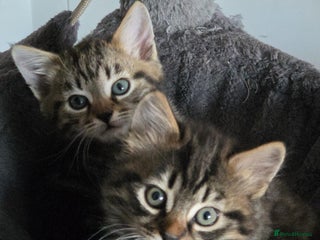 Bengal cats - Advert 9