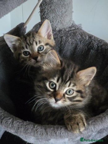 Bengal cats - Advert 11