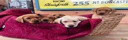 Labrador Retriever dogs for sale: KC Reg Labrador pups Working Traditional Chunky - Advert 4