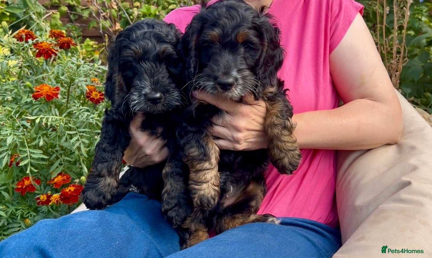 Cockapoo dogs READY NOW Cockapoo Tricolour Lovely Boys - Advert 6