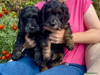 Cockapoo dogs READY NOW Cockapoo Tricolour Lovely Boys - Advert 6