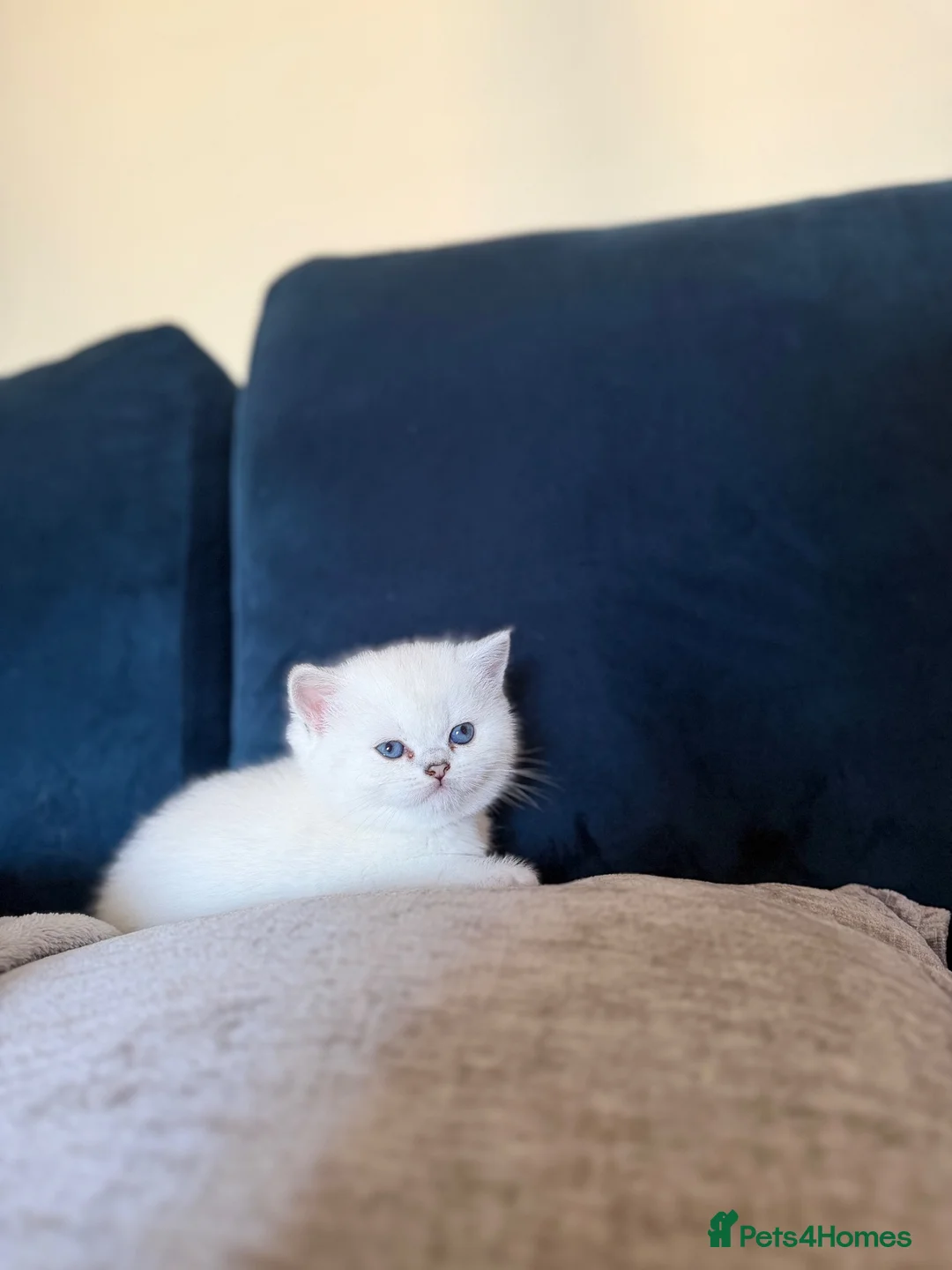 Scottish Fold cats for sale: Silver chinchilla Scottish folds  - Advert 1