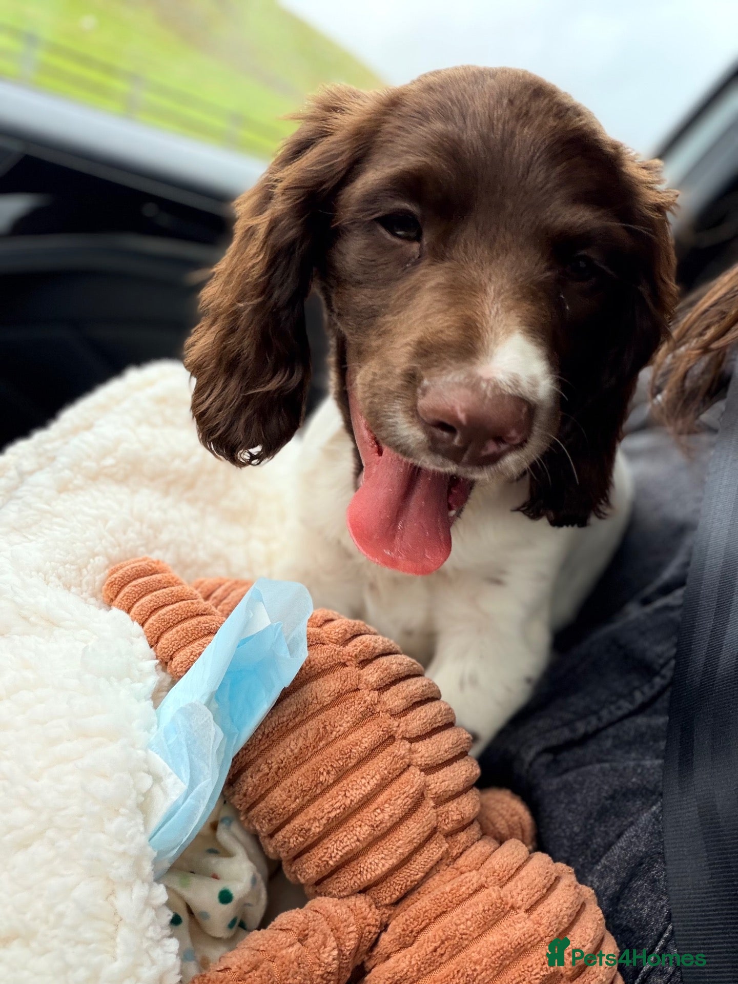 English Springer Spaniel dogs 3 Month old Springer Spaniel Male  - Advert 8
