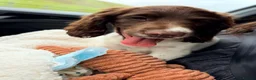 English Springer Spaniel dogs for sale: 3 Month old Springer Spaniel Male  in Airdrie - Advert 1
