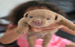 Olde English Bulldogge dogs for sale: Old english bulldoggee mammots - Image 7