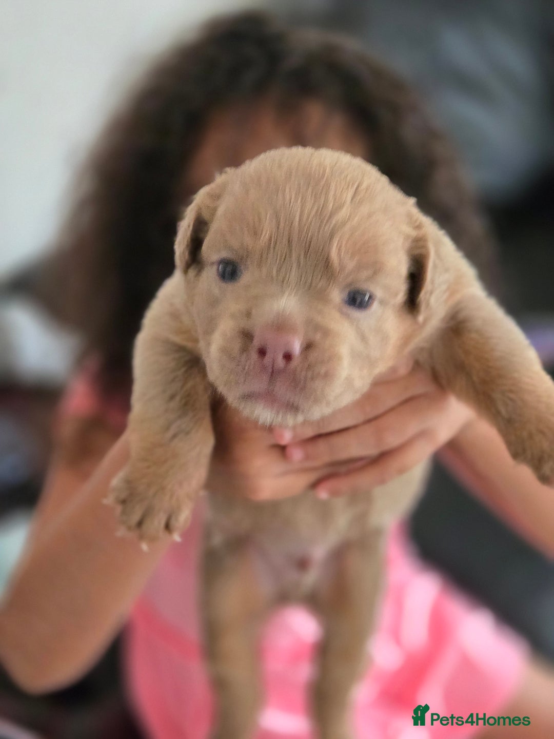 Olde English Bulldogge dogs for sale: Old english bulldoggee mammots - Image 7