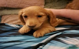 Miniature Dachshund dogs for sale: 3 Cute Longhaired Mini Dachshunds Pedigree - Image 2