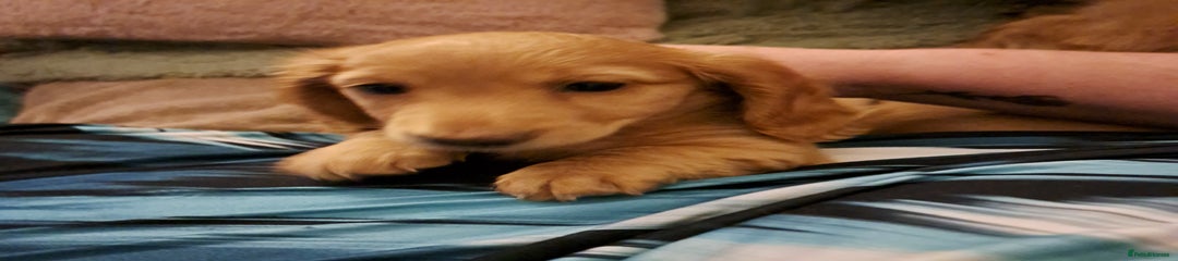 Miniature Dachshund Ginger/cream 