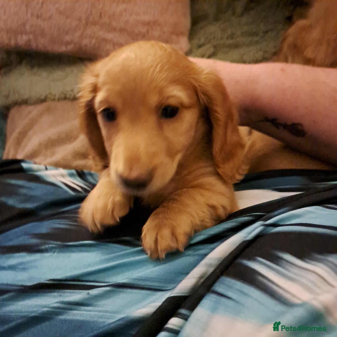 Miniature Dachshund dogs for sale: 3 Cute Longhaired Mini Dachshunds Pedigree - Image 2