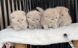 British Shorthair cats for sale:  Absolutely Beautiful BSH Champion Line kittens  - Image 10