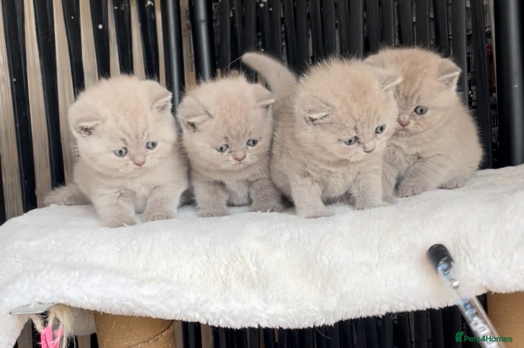 British Shorthair cats for sale:  Absolutely Beautiful BSH Champion Line kittens  - Image 10