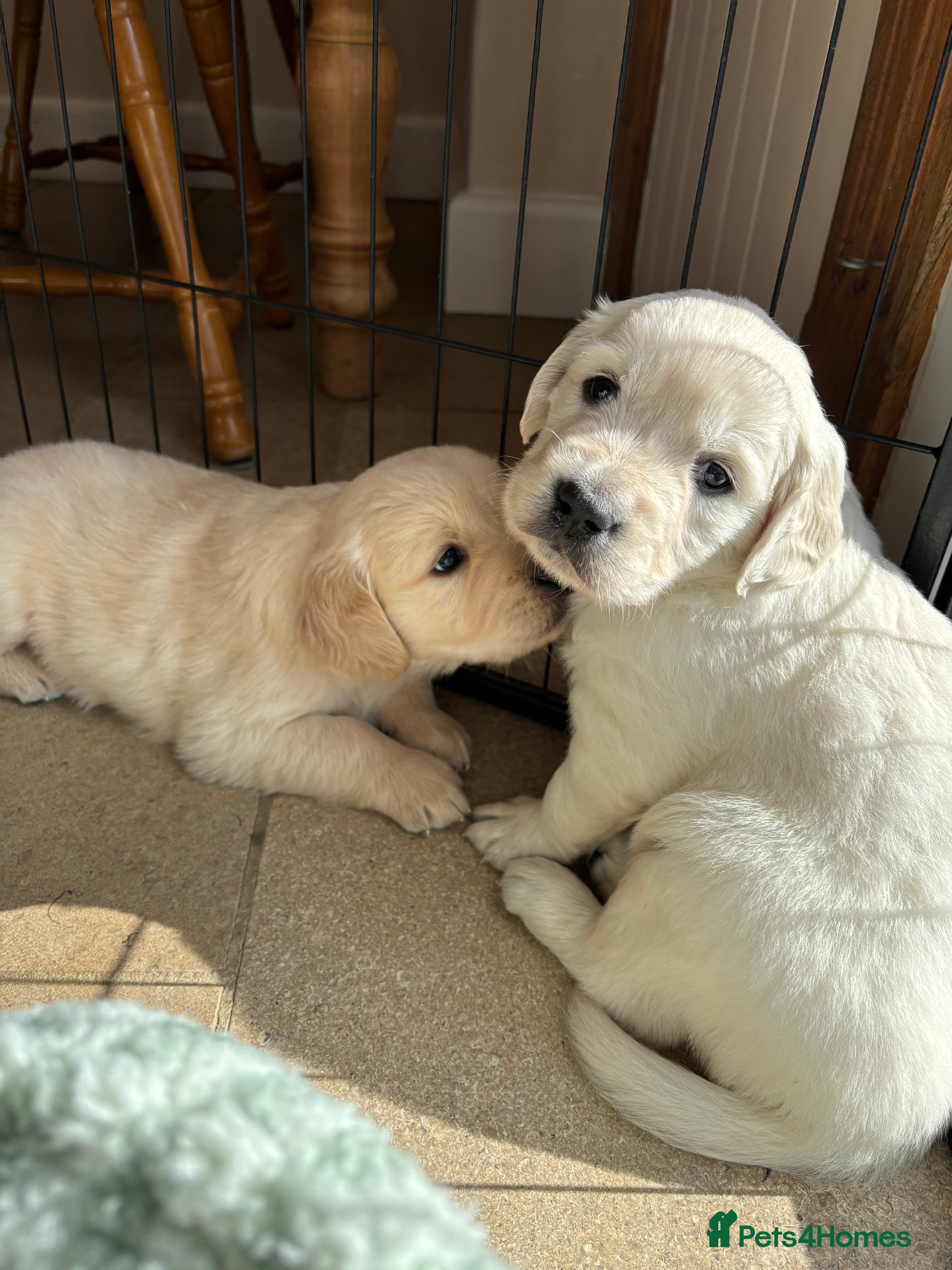 Golden Retriever dogs Last boy gorgeous golden retriever left - Advert 3