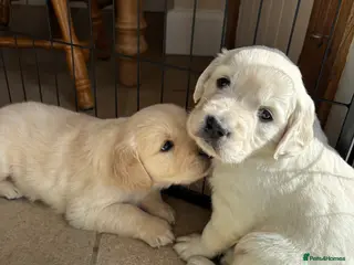 Golden Retriever dogs Last boy gorgeous golden retriever left - Advert 3