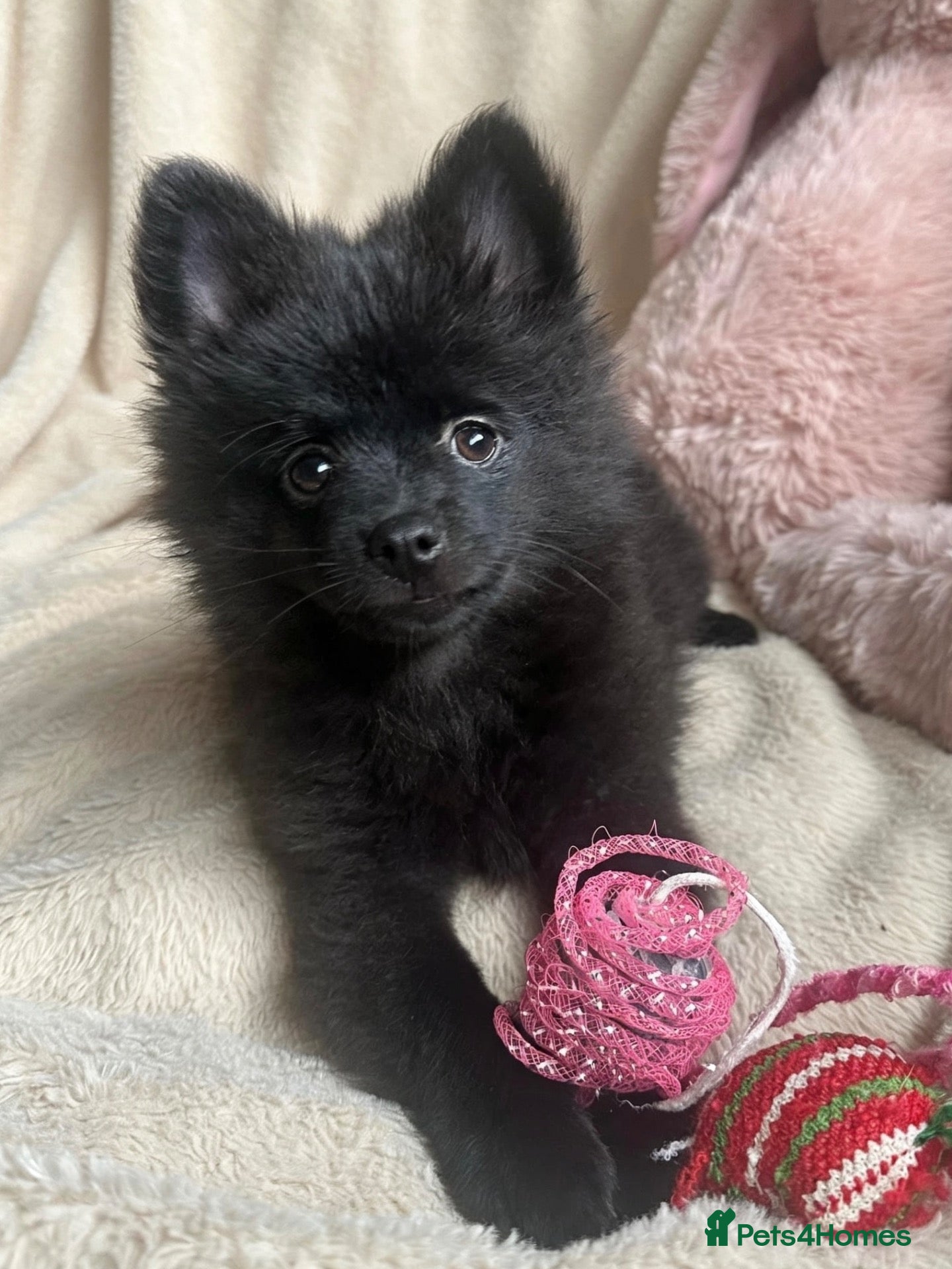 Pomchi dogs 💙 Gorgeous Black Pomchi Boy 💙 - Advert 2