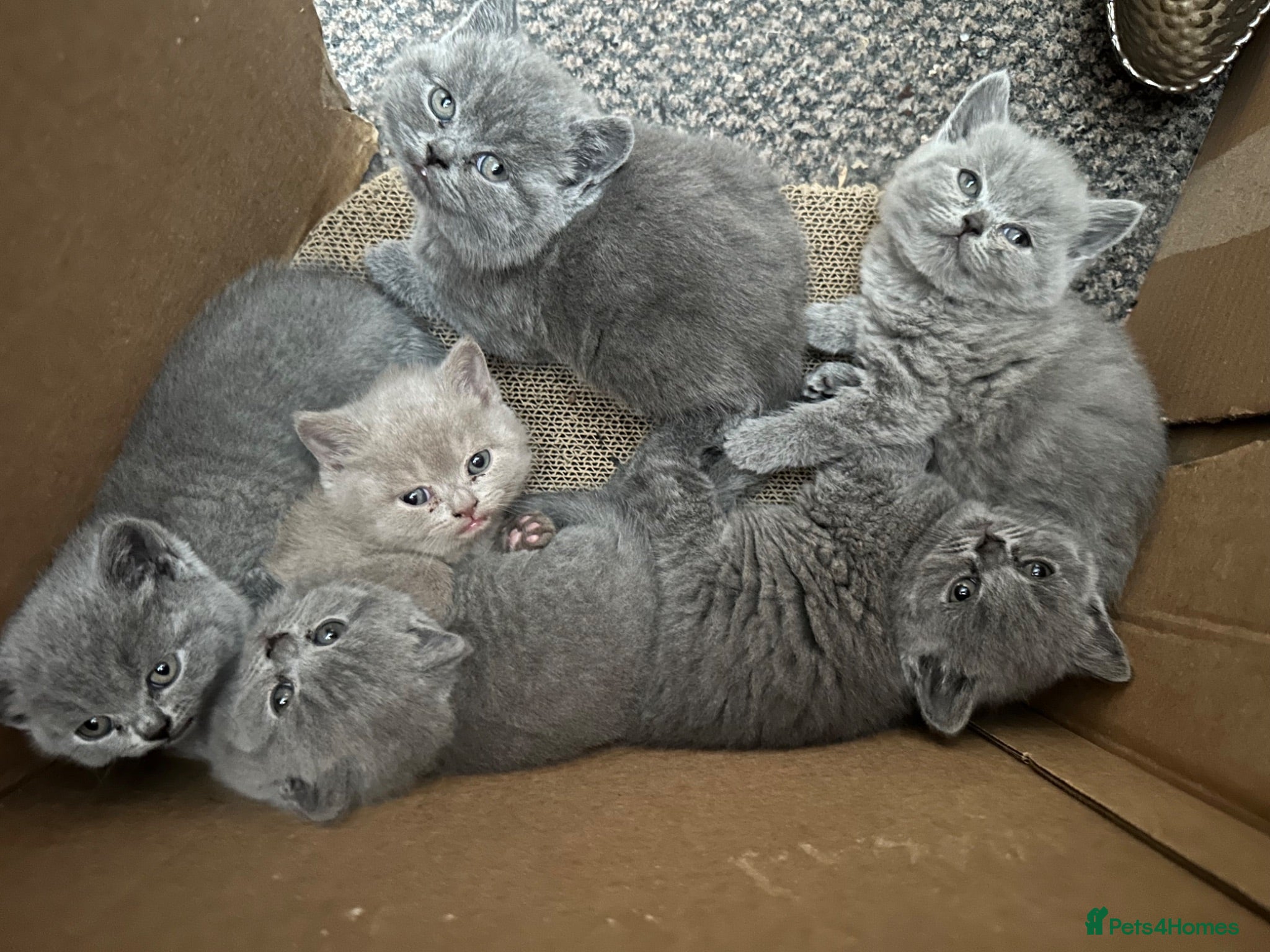 British Shorthair cats British Shorthair GCCF-registered Kittens  - Advert 1