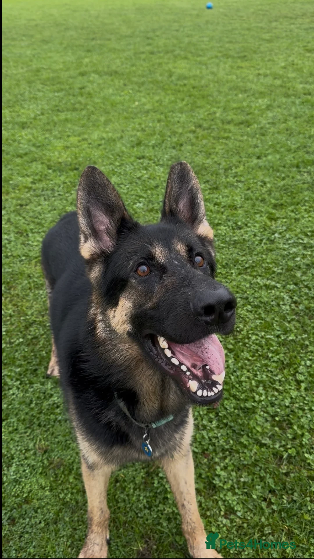 German Shepherd dogs for sale: Our amazing German shepherd  - Advert 2