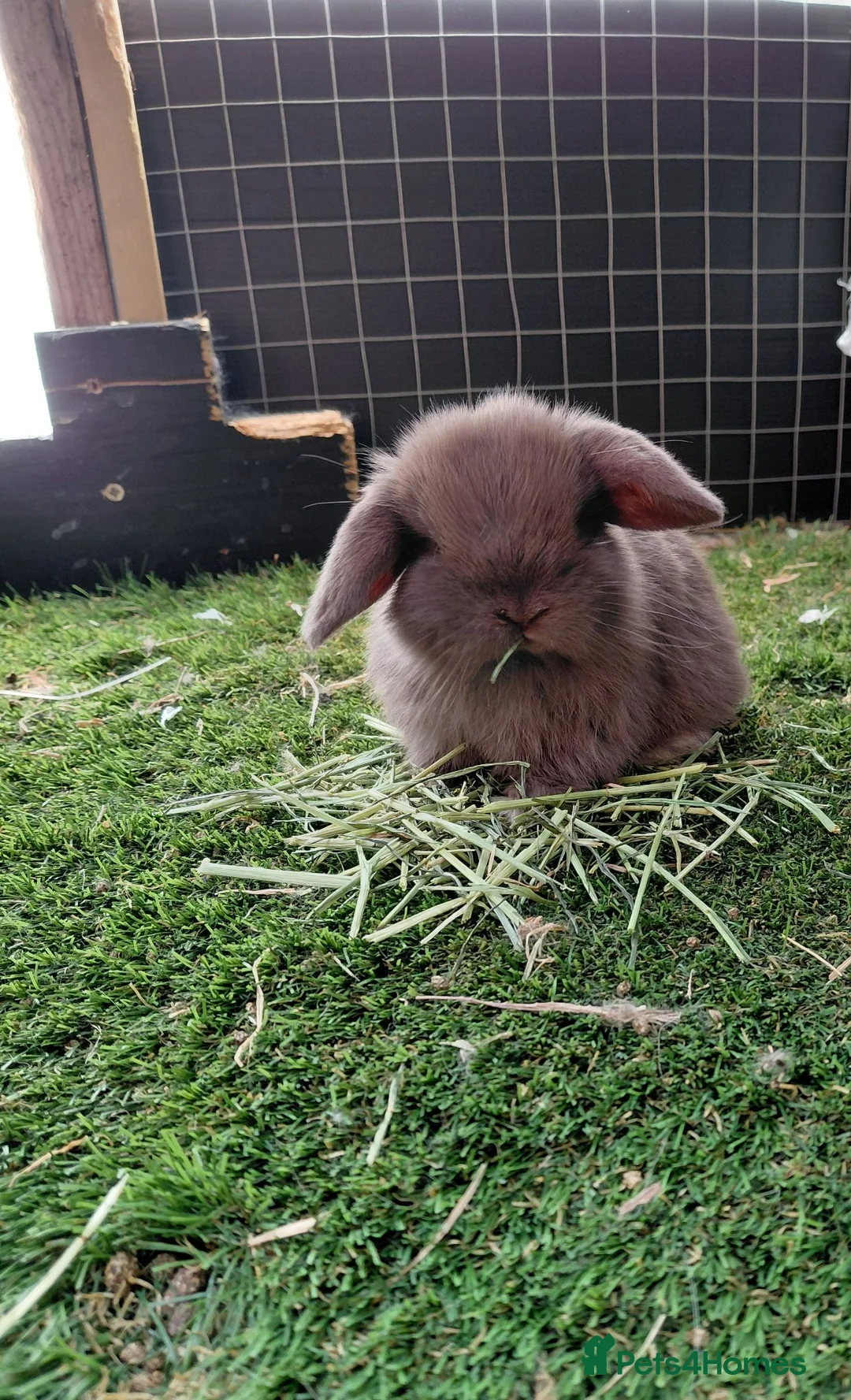 Mini Lop rabbits for sale: Vaccinated x tiny mini lops  - Advert 2