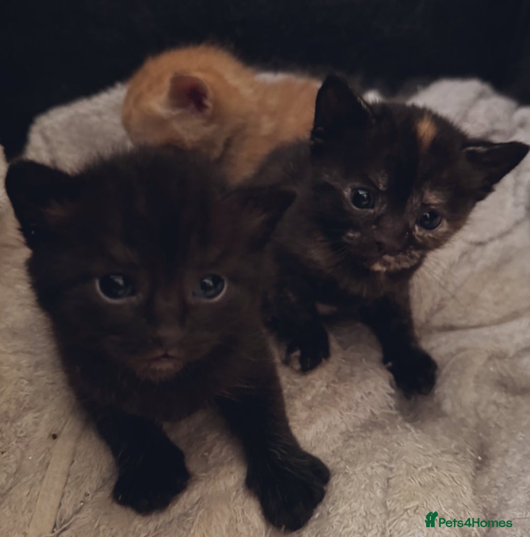 Mixed Breed cats for sale: Beautiful mixed breed kittens - Image 5